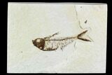 Bargain, Fossil Fish (Diplomystus) - Wyoming #111270-1
